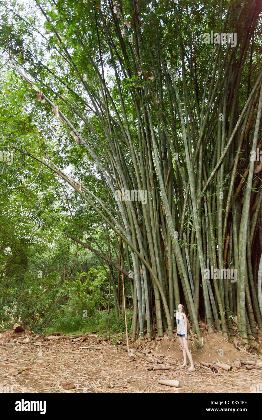 Géants de bambou, Peradeniya, Sri Lanka, Asie Banque D'Images