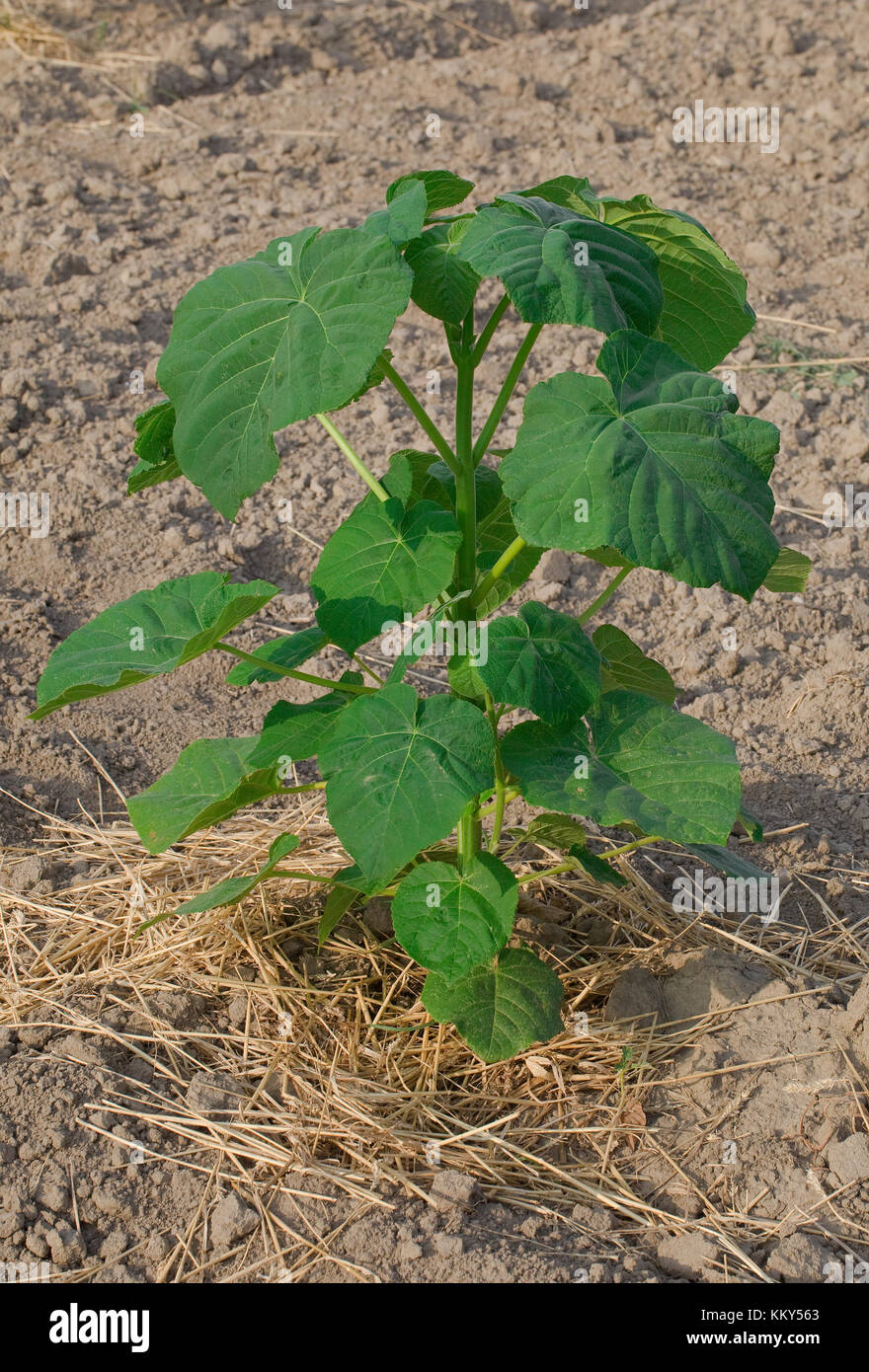 Arbre à croissance rapide de l'usine de Paulownia Banque D'Images