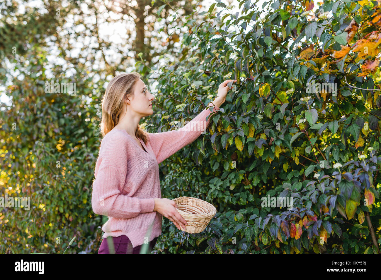 Jardin, jeune femme la collecte des feuilles, Banque D'Images