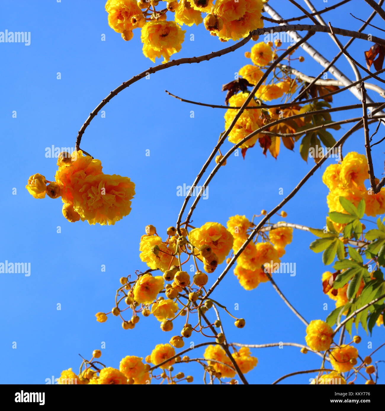 Fleurs de coton de soie jaune sur l'arbre de direction et fond de ciel bleu  en journée ensoleillée au jardin Photo Stock - Alamy