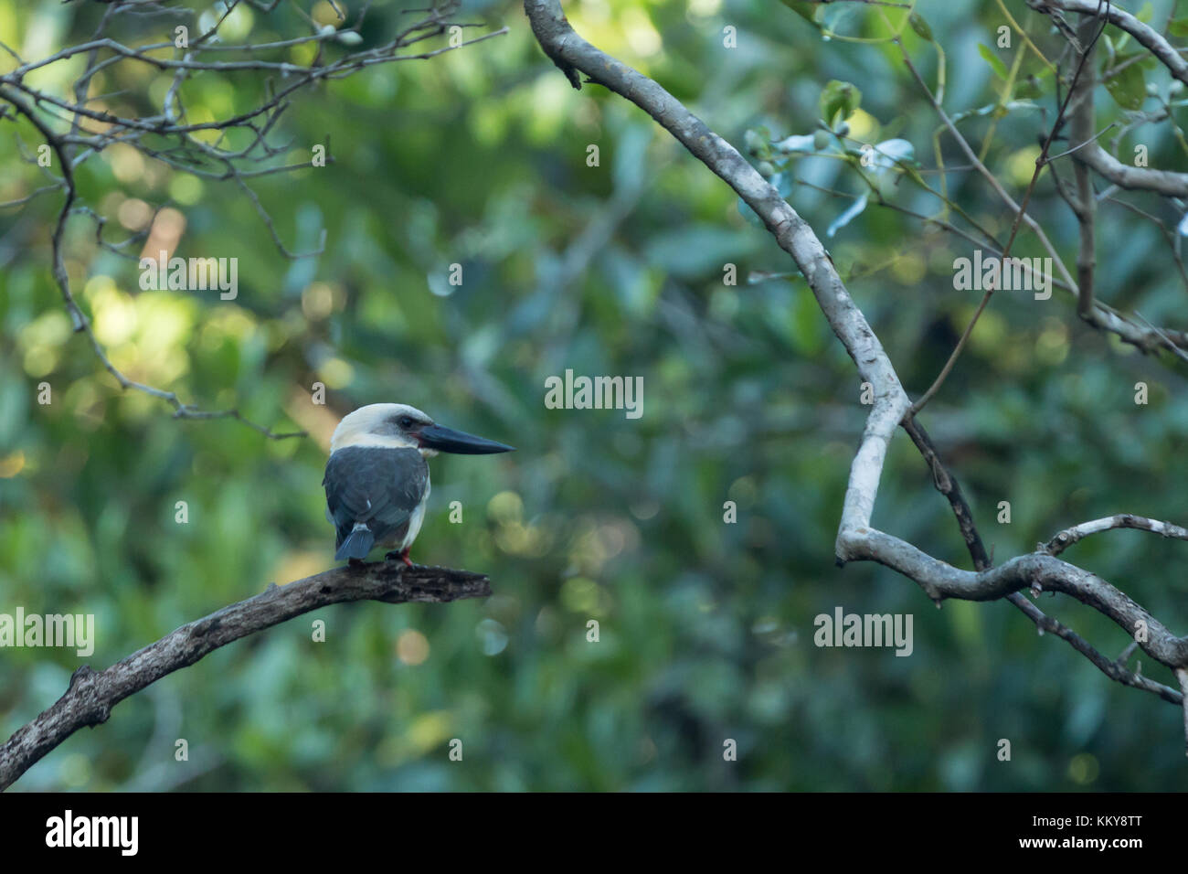 Grand-billed Kingfisher Kingfisher à bec noir ou (Pelargopsis melanorhyncha) dans le Parc National de Tangkoko, Sulawesi Banque D'Images