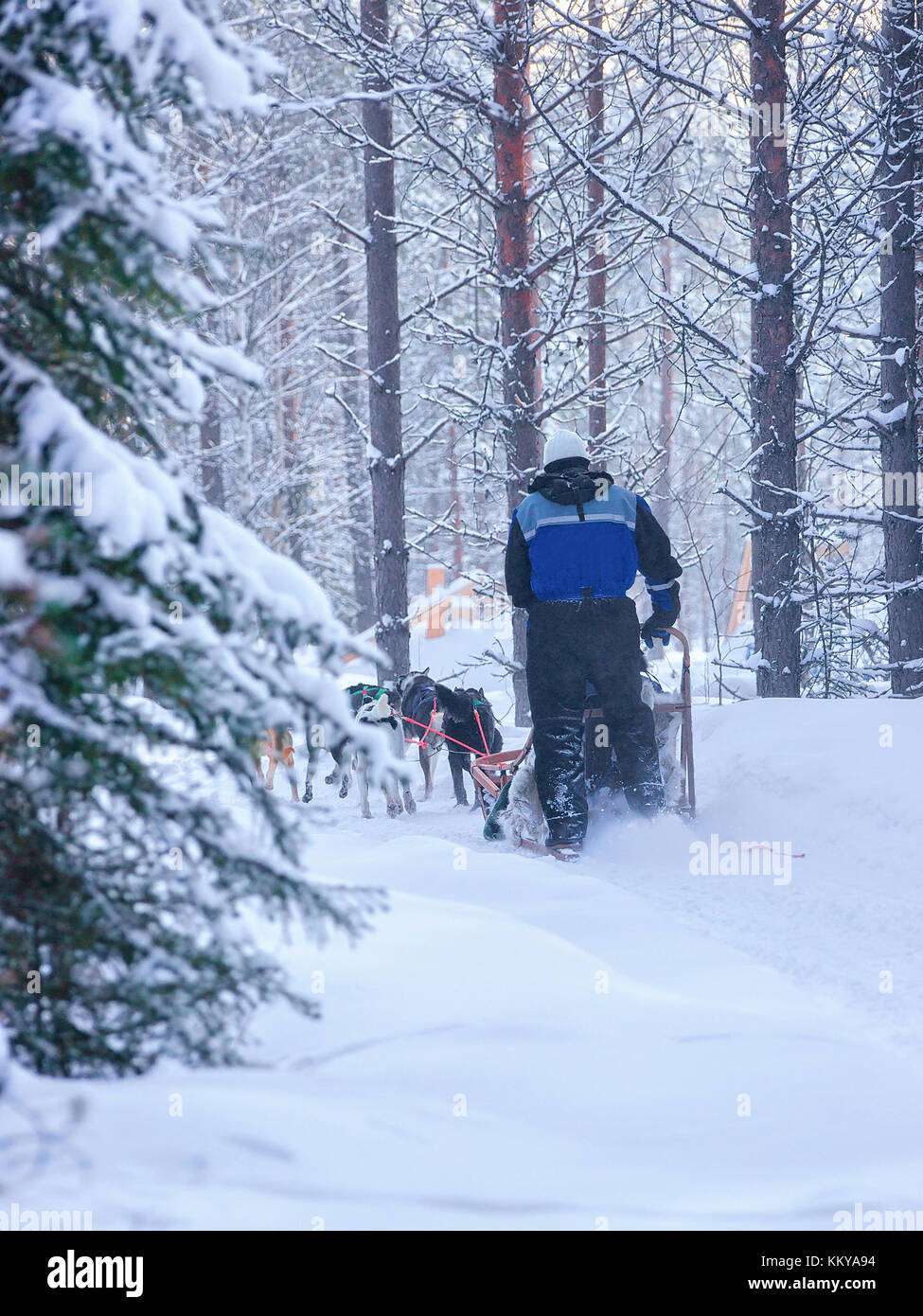 Femme équitation traîneau à chiens husky à Rovaniemi, Laponie finlandaise des forêts en hiver Banque D'Images
