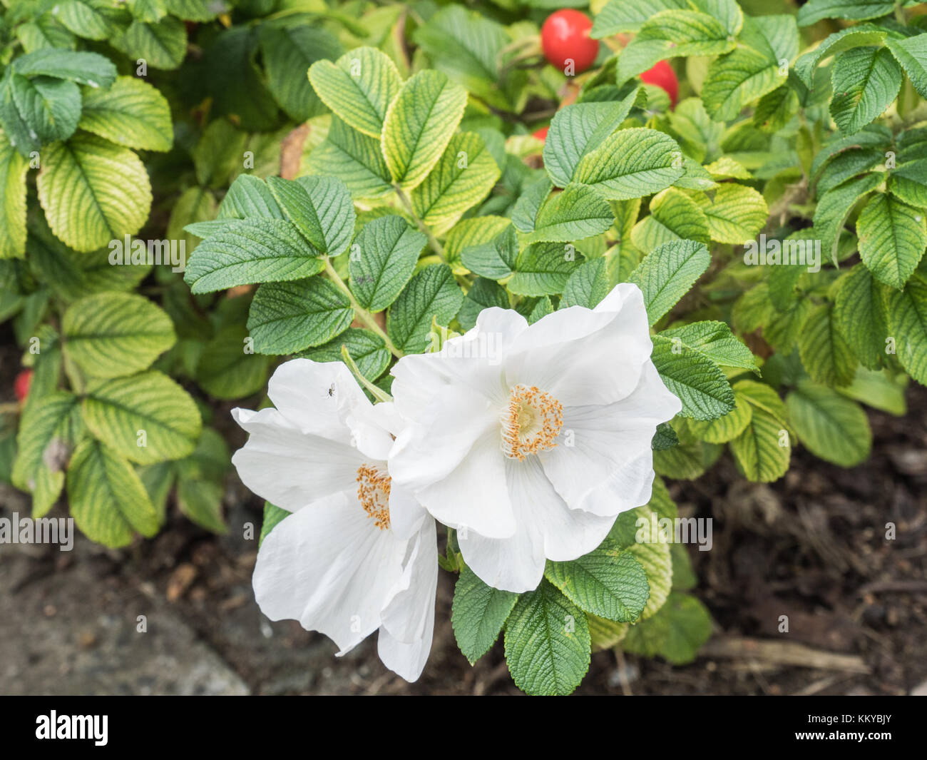White Rose - Rosa Rugosa Alba Banque D'Images