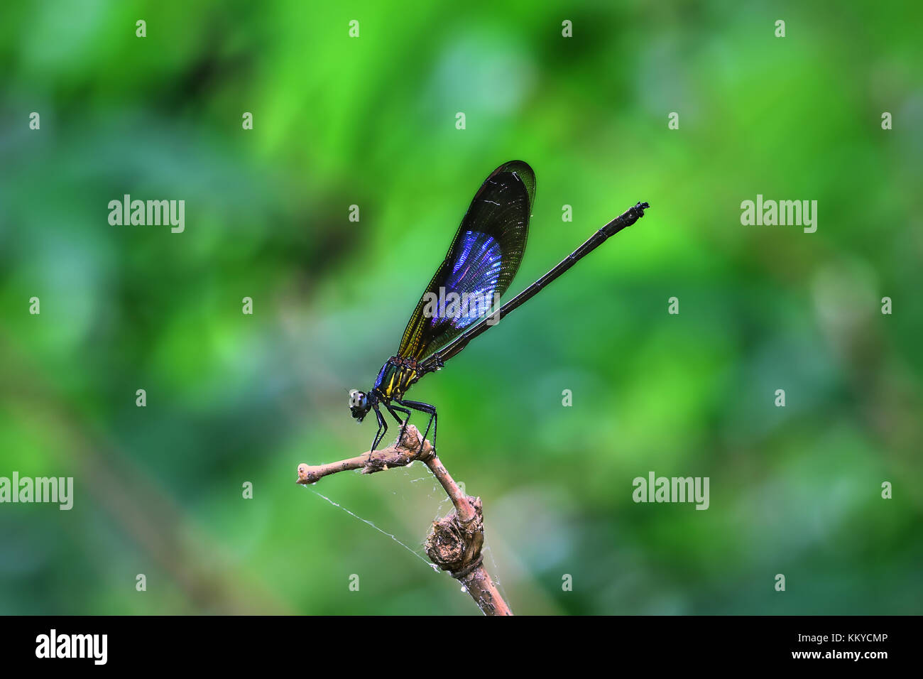 Blue Wings Damselfy/Dragon Fly/Zygoptera assis dans le bord de la tige de bambou Banque D'Images