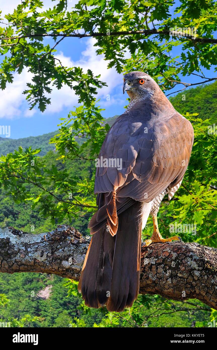 Goshawk perchée sur un arbre en forêt. Banque D'Images