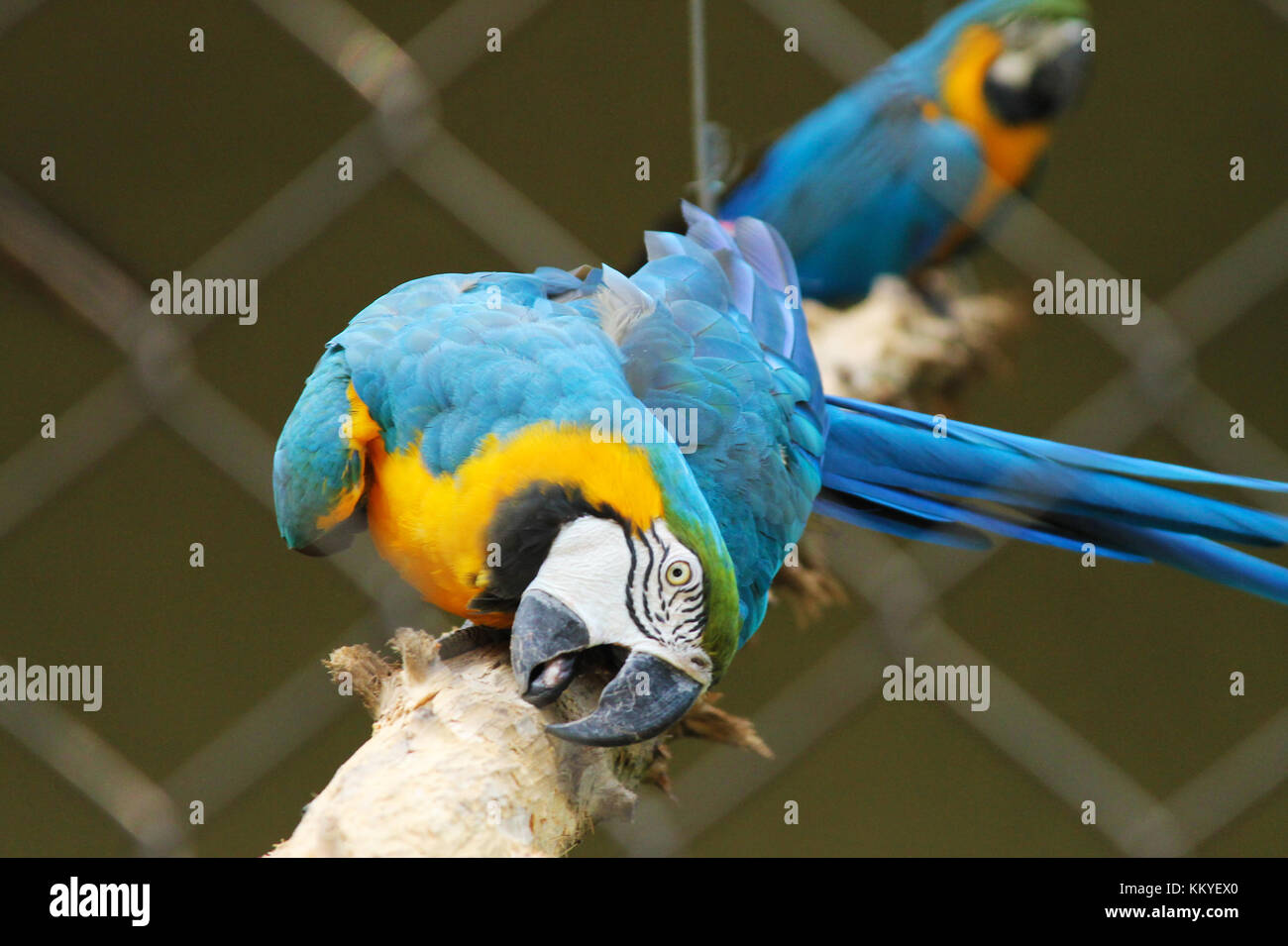 Macaw bleu et jaune (Arara Canindé) au zoo de Guarulhos, São Paulo - Brésil Banque D'Images