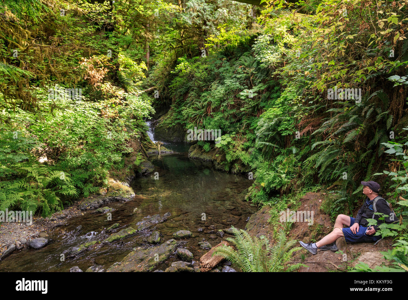 Quinault rainforest, Olympic National Park, Washington, USA Banque D'Images