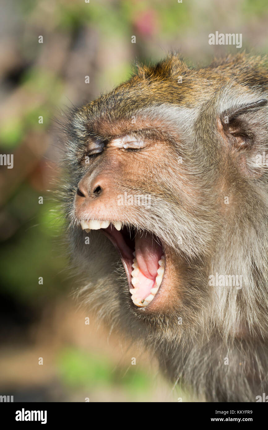 Crabe juvénile-eating macaque (Macaca fascicularis), également connu sous le nom de macaques à longue queue, est un primate cercopithecine originaire d'Asie du Sud-Est. pura Banque D'Images