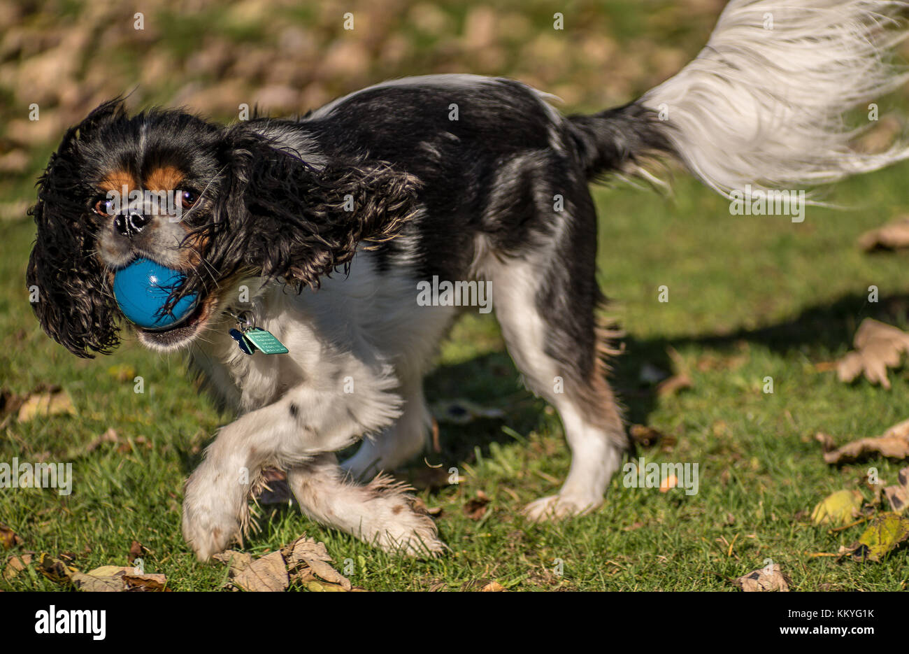 King Charles Spaniel Banque D'Images