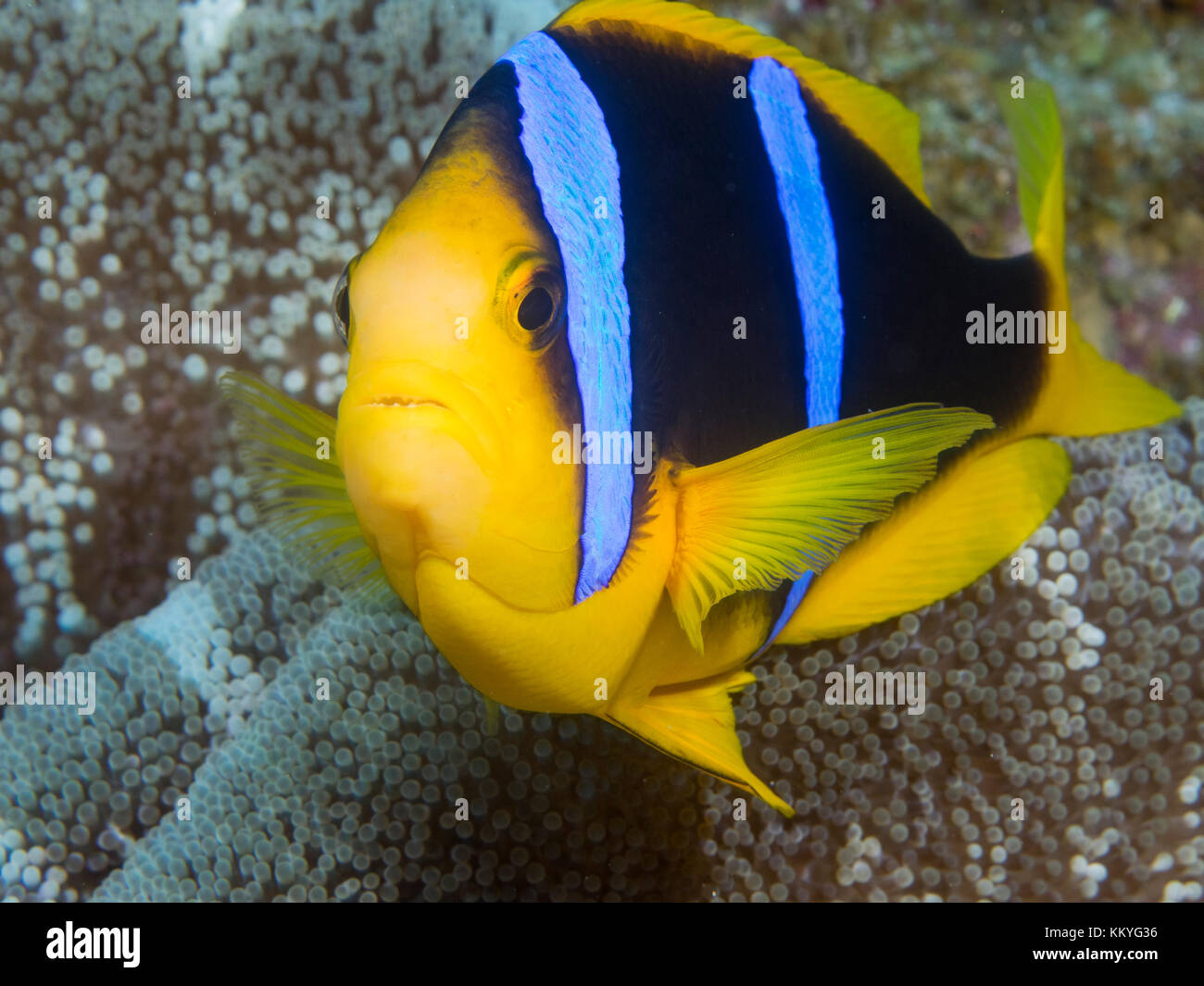 Amphiprion clarkii, connue communément comme poisson clown de Clark et de limande poissons clowns, est un poisson marin appartenant à la famille des pomacentridae, le clownf Banque D'Images