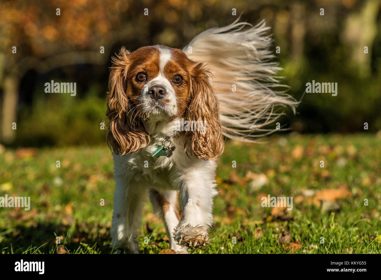 King Charles Spaniel Banque D'Images