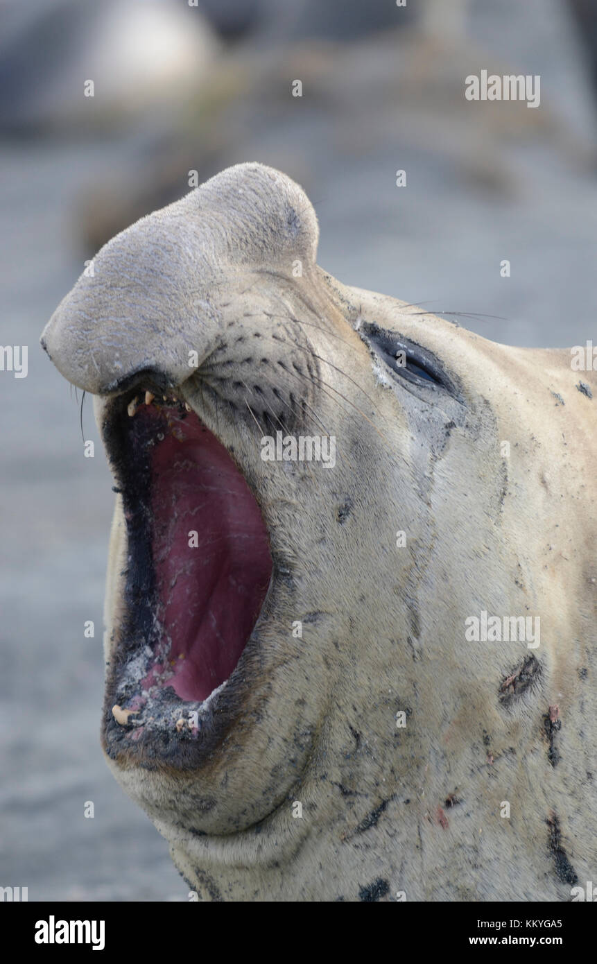Plage du sud de l'homme maître éléphant de mer (Mirounga leonina) avec ouverture de la bouche au rival mâle rugissant. gold harbour, la Géorgie du Sud. Banque D'Images