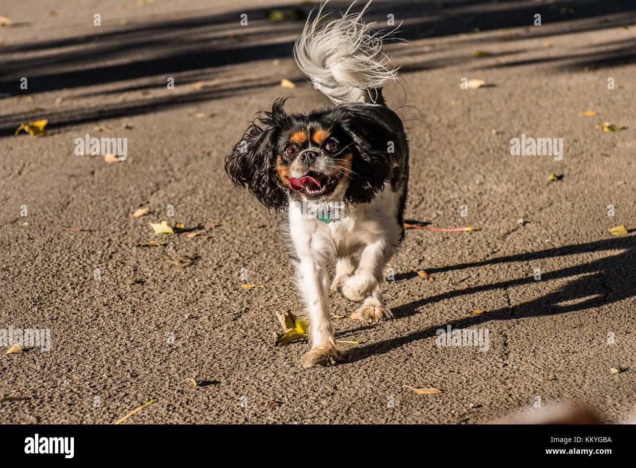 King Charles Spaniel Banque D'Images