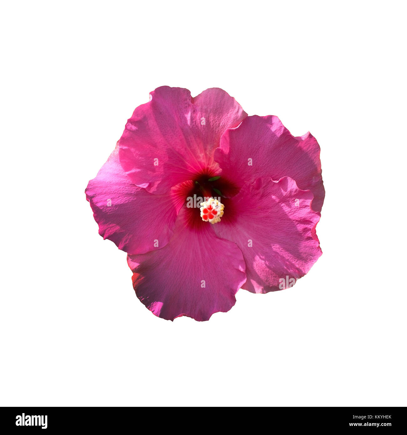Fleur d'hibiscus rose libre à l'ombre et de la lumière du soleil. Banque D'Images