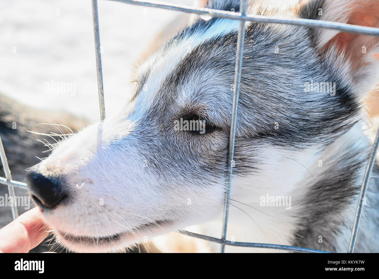 Visage drôle de chiot Husky tout au long de la grille à l'enceinte à Rovaniemi, Laponie, Finlande Banque D'Images