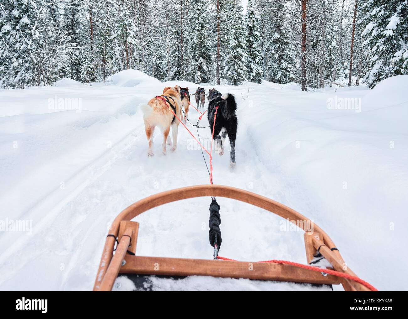 Traîneau à chiens husky à Rovaniemi, forêt en hiver en Finlande, Laponie Banque D'Images