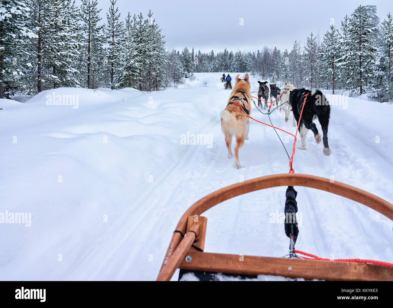 Traîneau à chiens husky dans la forêt à Rovaniemi, Laponie, Finlande en hiver Banque D'Images
