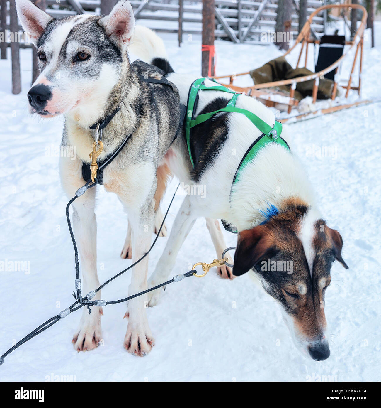 Traîneau à chiens husky dans la forêt d'hiver, à Rovaniemi, Laponie, Finlande du nord Banque D'Images