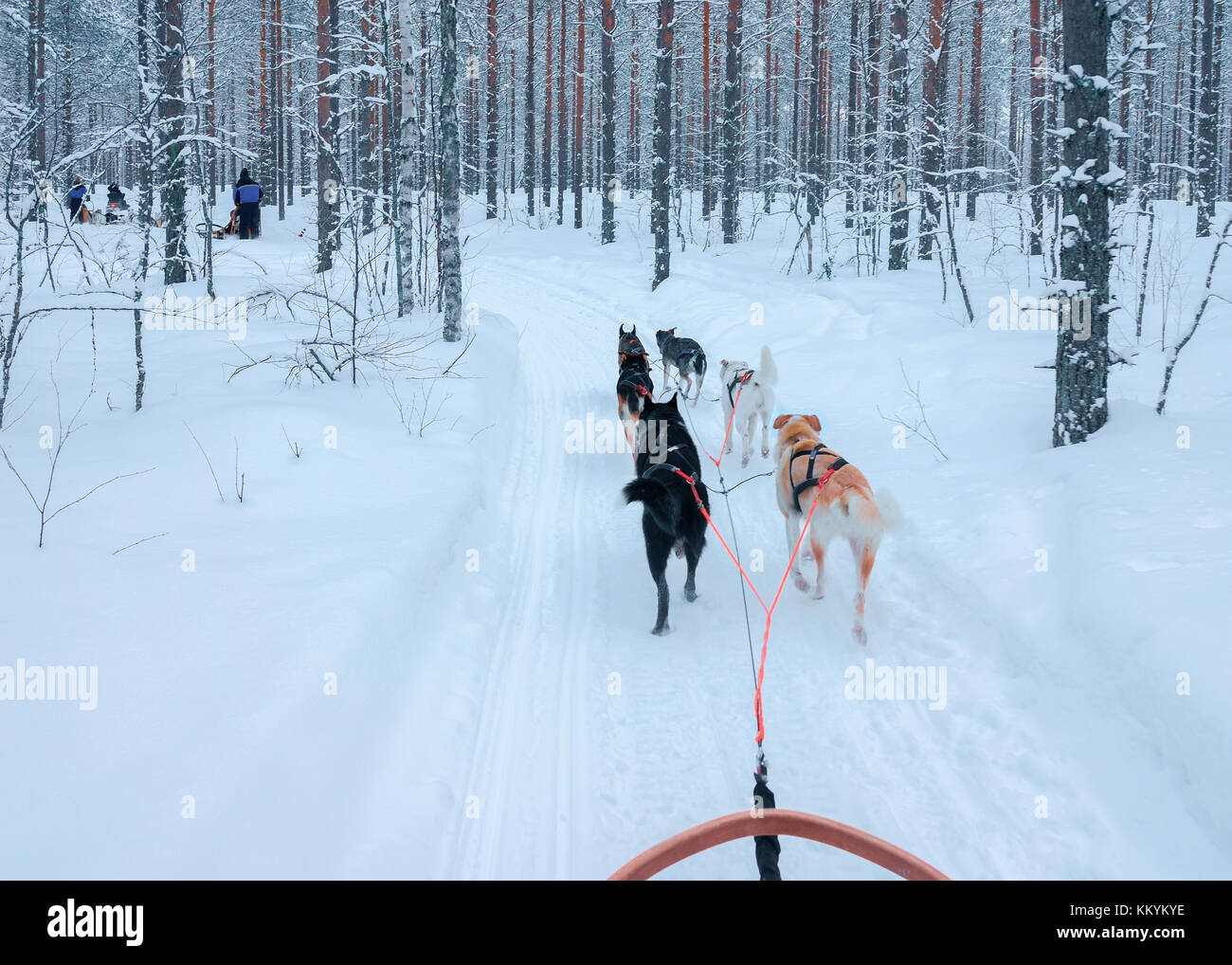 Traîneau à chiens husky à Rovaniemi, forêt en hiver en Finlande, Laponie Banque D'Images