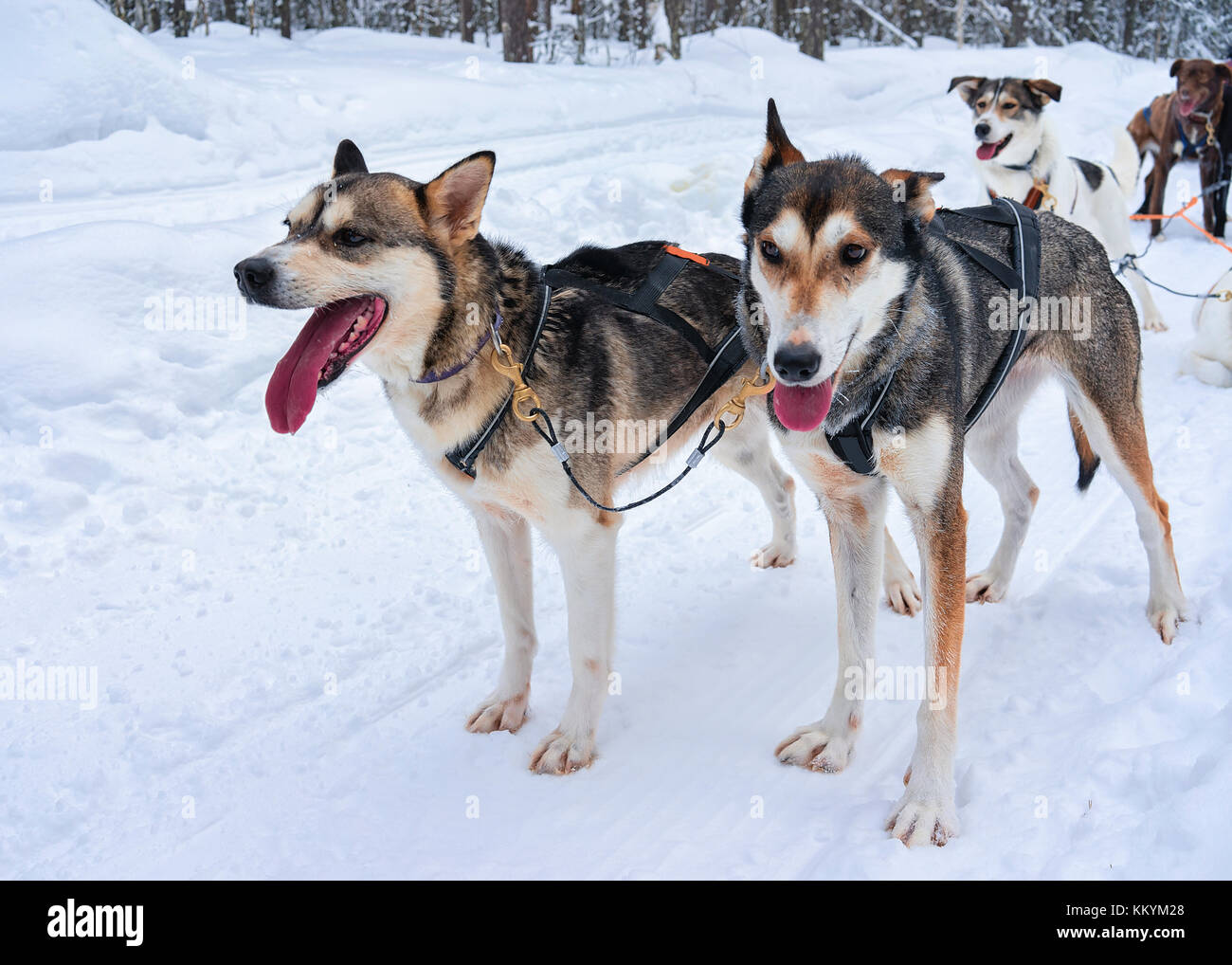 Traîneau à chiens husky dans la forêt d'hiver à Rovaniemi, Laponie, Finlande du nord Banque D'Images