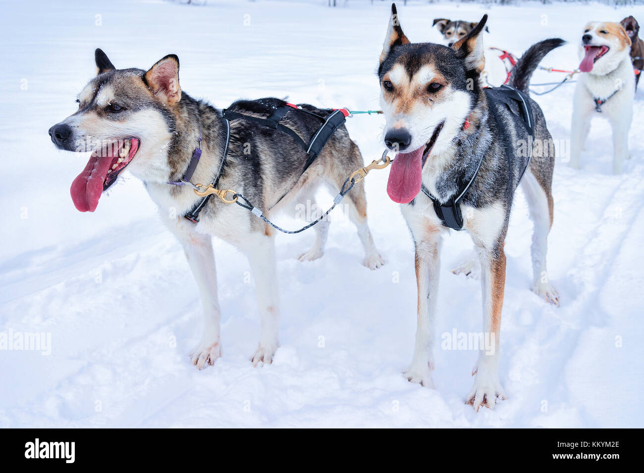 Traîneau à chiens husky dans la forêt d'hiver à Rovaniemi, Laponie, dans le nord de la finlande Banque D'Images