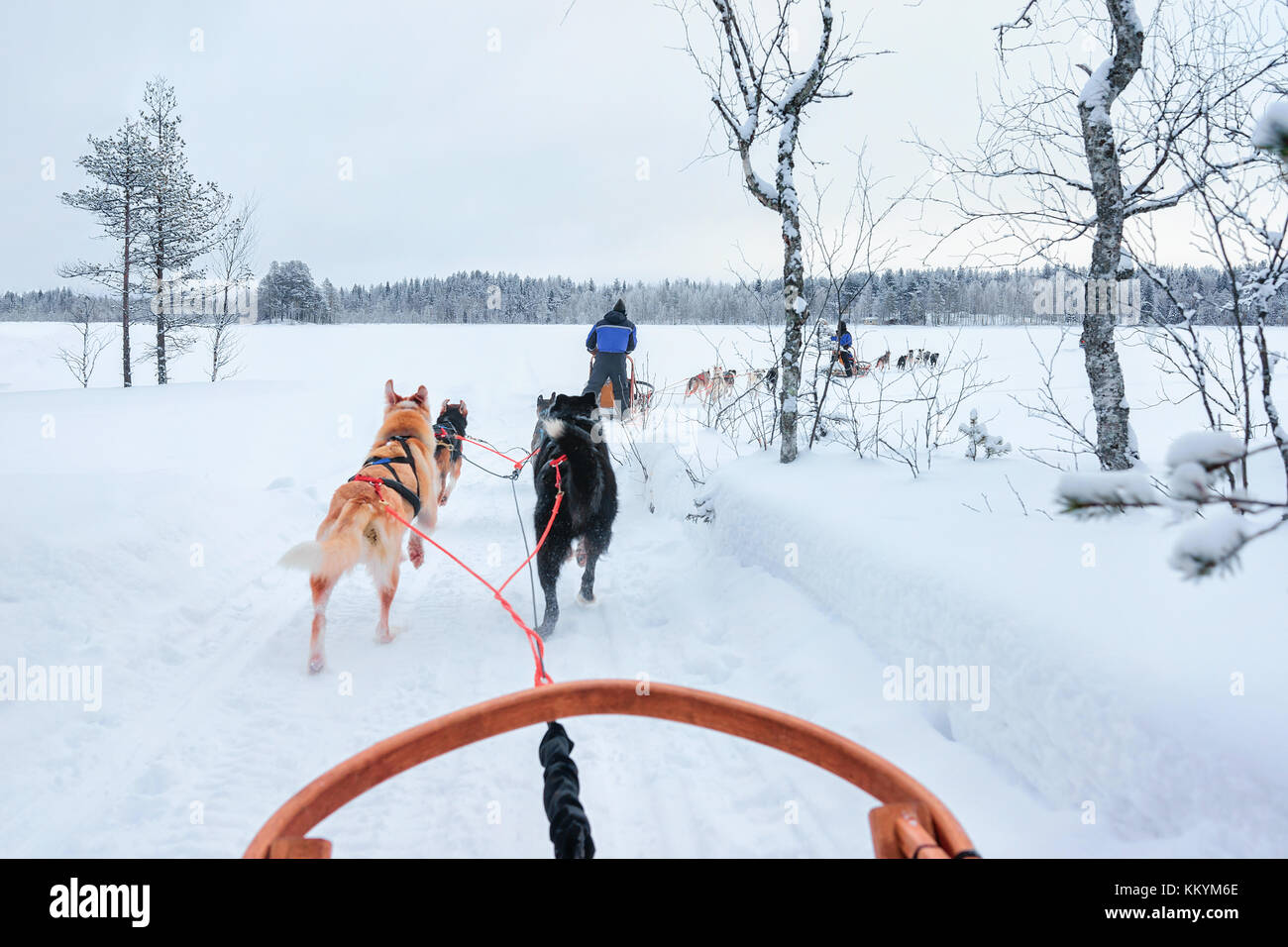 Les chiens husky sur la luge à Rovaniemi, forêt en hiver en Finlande, Laponie Banque D'Images