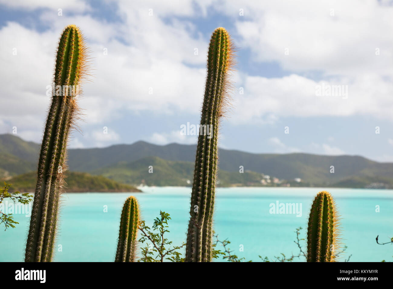 Drôle de cactus symétrique avec vue sur la mer des Caraïbes à Antigua. Banque D'Images