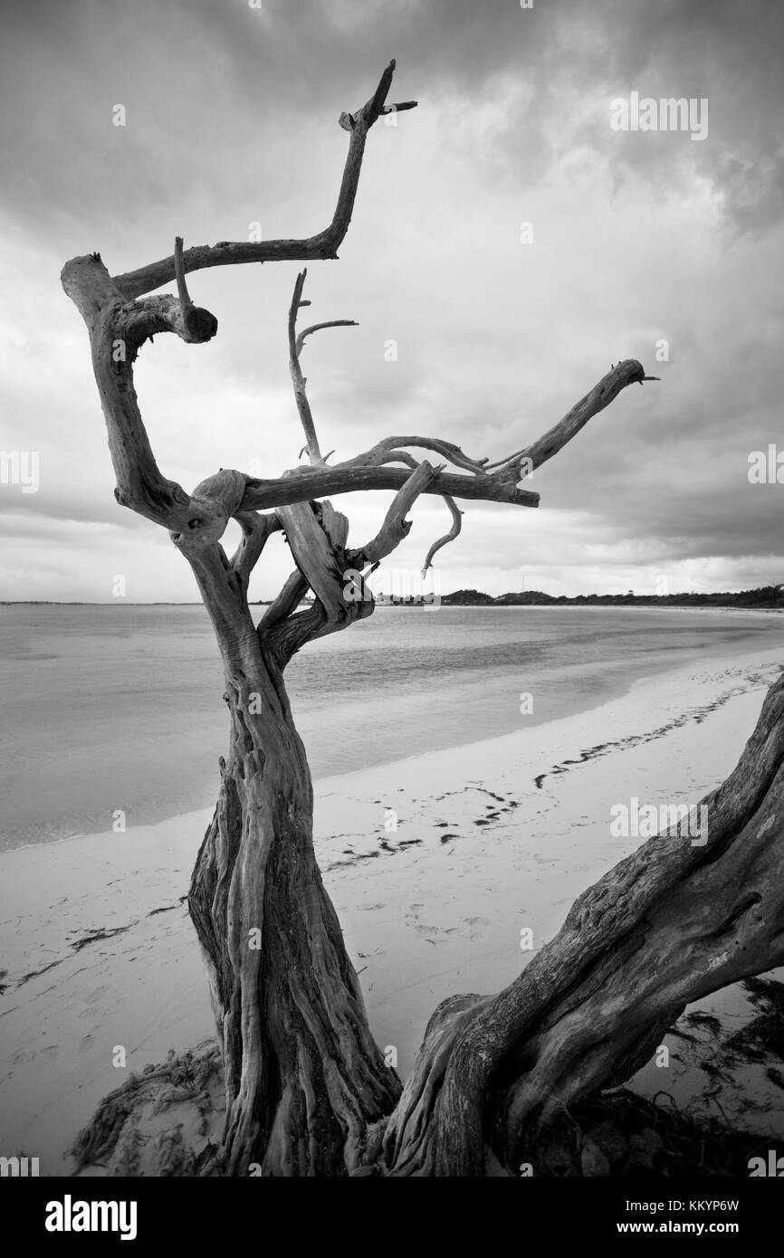 Un arbre mort sur la plage de jabberwock à Antigua. Banque D'Images