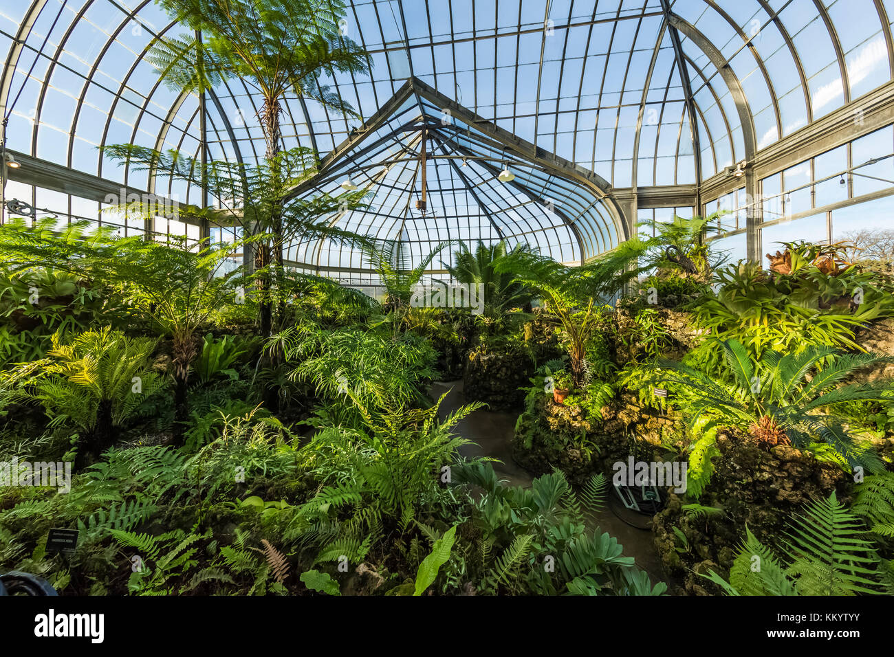 Fougères prospérant dans le climat humide de l'fernery au sein de l'anna scripps whitcomb conservatory à belle isle park, Détroit, Michigan, USA Banque D'Images