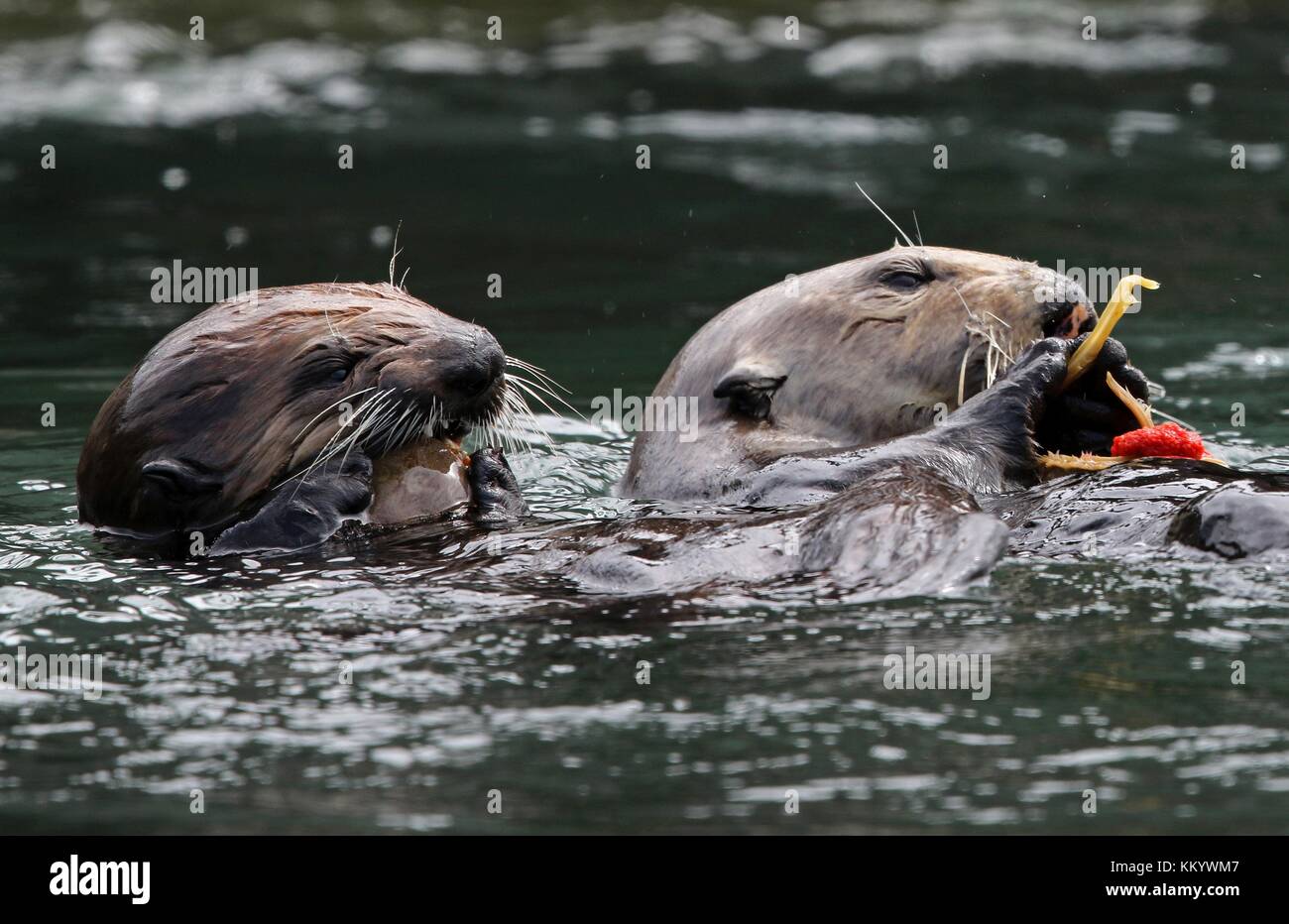 Les loutres de mer de Californie du sud nager dans l'océan california coastal national monument Le 7 mai 2017 près de point arena, en Californie. (Photo de David disponible par planetpix) Banque D'Images