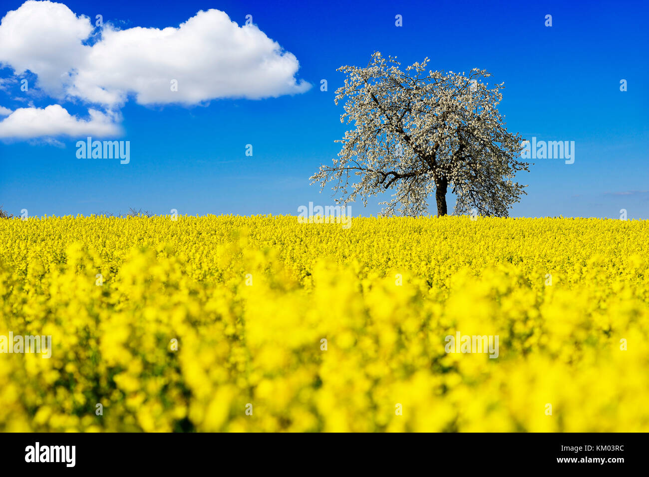 Champs de colza et cerisiers en fleurs près de Stücht,Heiligenstadt,Suisse franconienne,haute-Franconie,Bavière Banque D'Images