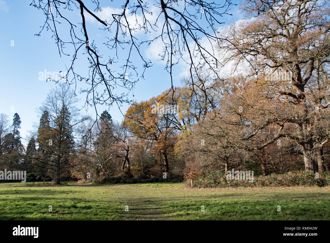 Les forêts mixtes et de conifères à Langley Park Country Park. Banque D'Images