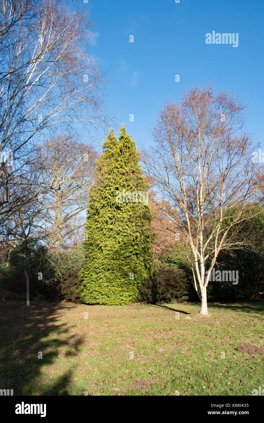 Cupressus macrocarpa et Betula utilis Banque D'Images