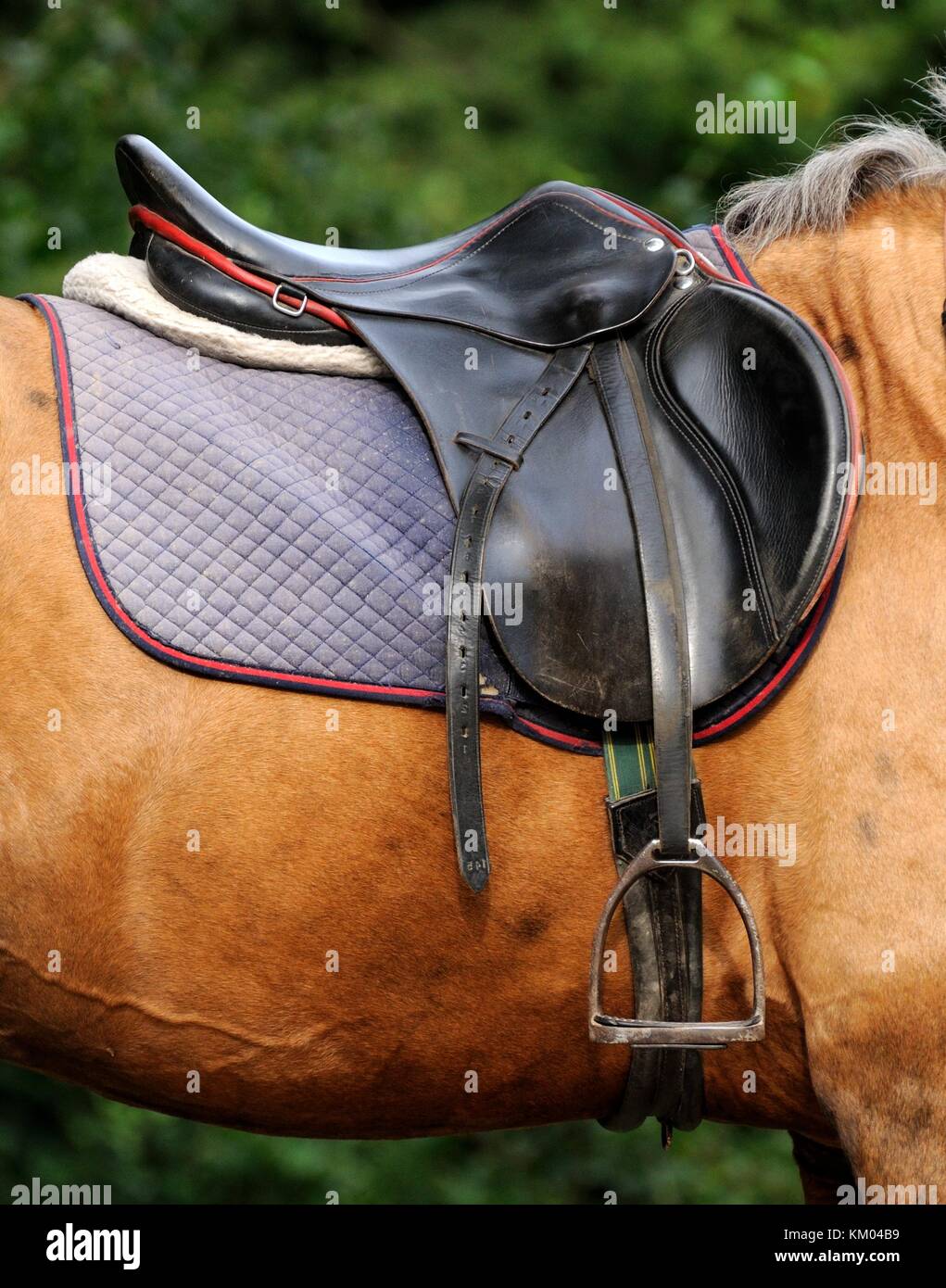 Selle avec étriers sur un dos de cheval Photo Stock - Alamy