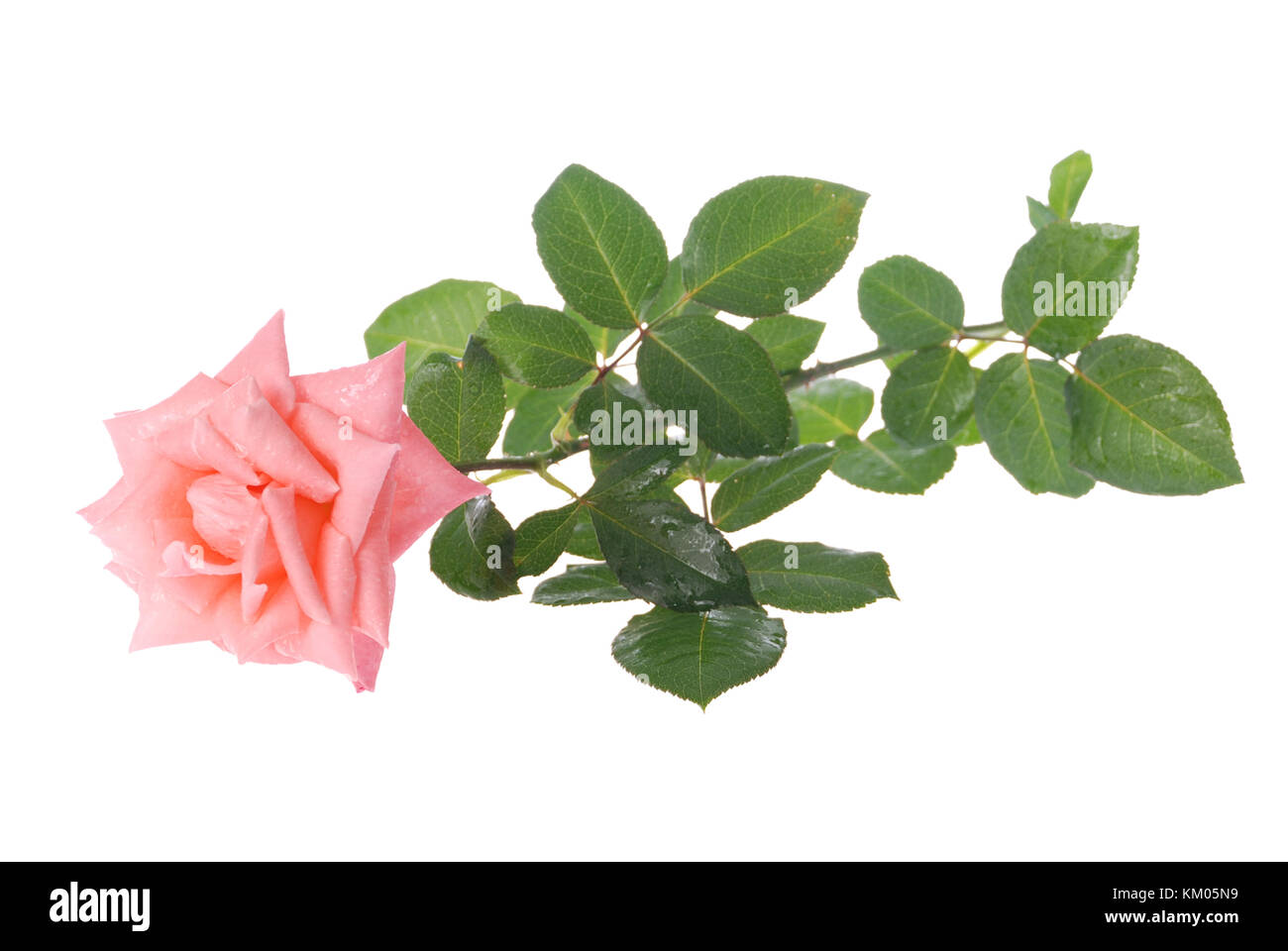 Rose rose sur fond blanc Banque D'Images