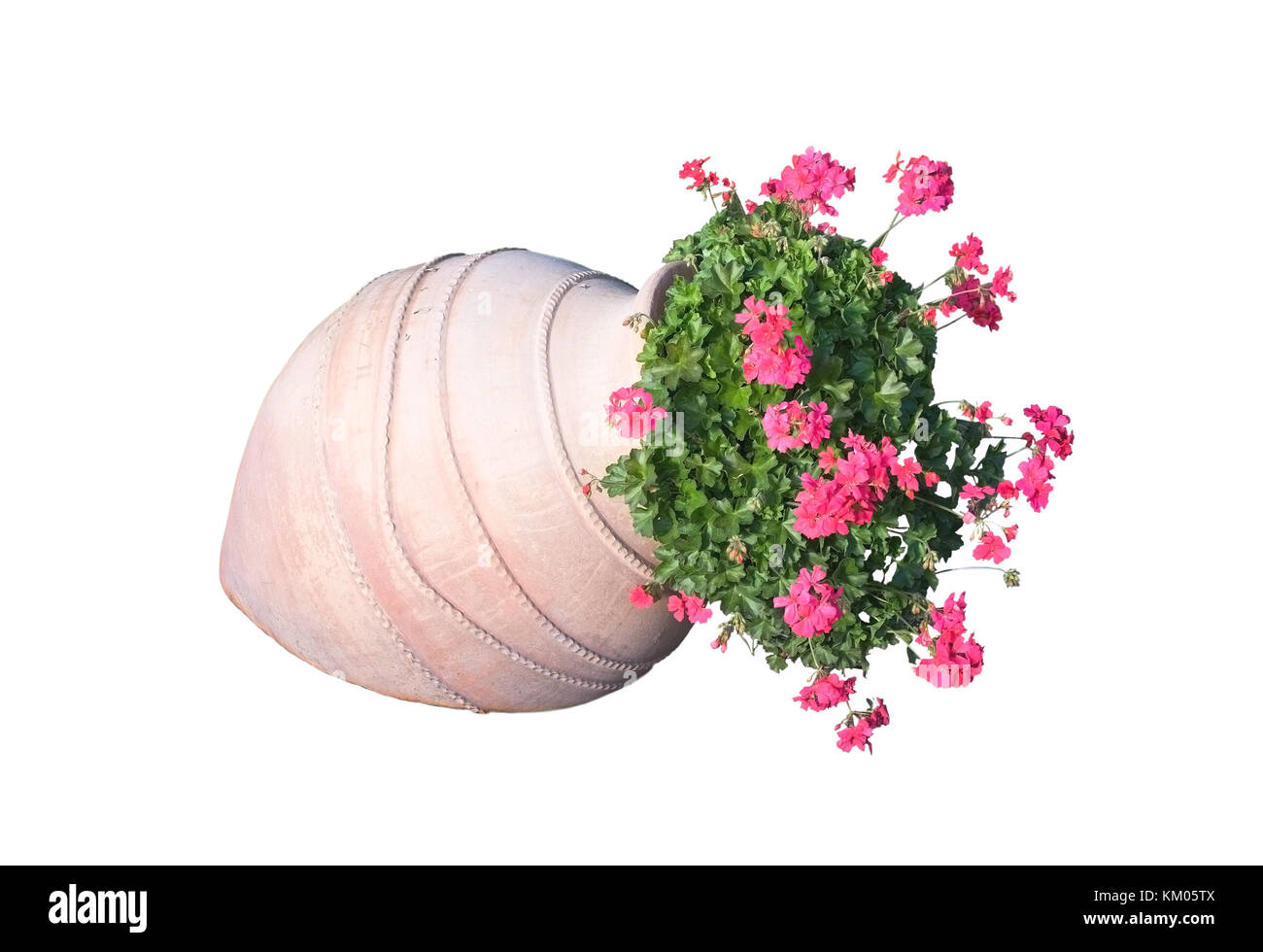 Géranium rose fleurs dans vase en terre cuite à l'extérieur Banque D'Images