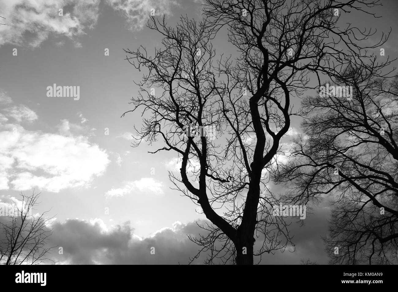 Des arbres sur l'automne Banque D'Images