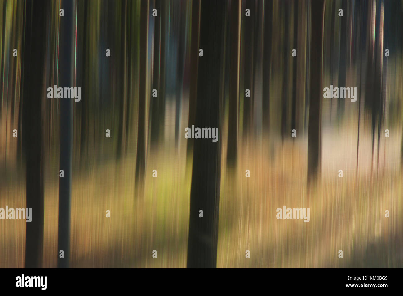 Flou doux et lisse les troncs des arbres dans la forêt , paysage détail onirique Banque D'Images