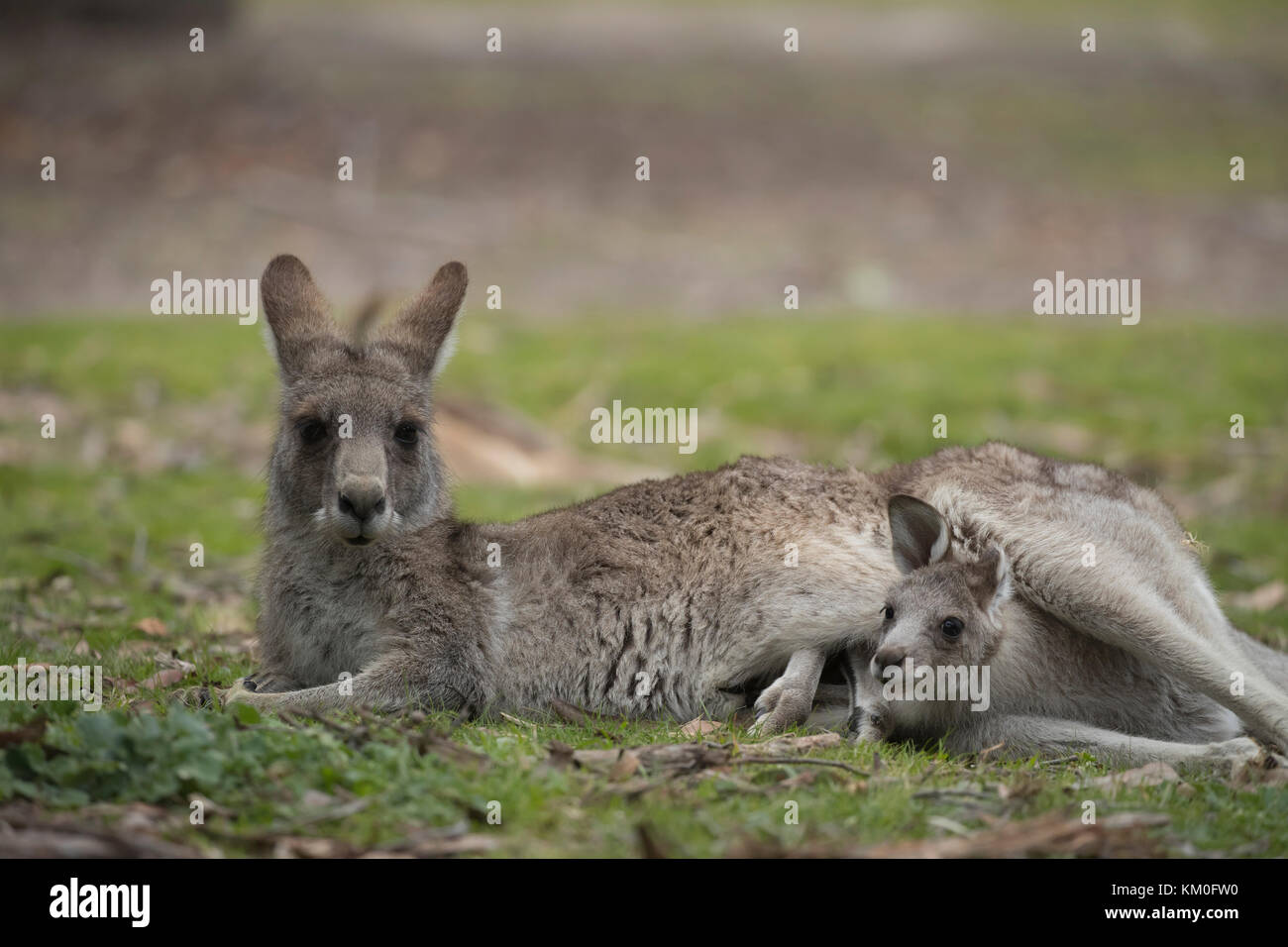 Le kangourou gris (Macropus giganteus) adulte et bébé joey dans sa pochette d'Anglesea, mères, Victoria, Australie Banque D'Images