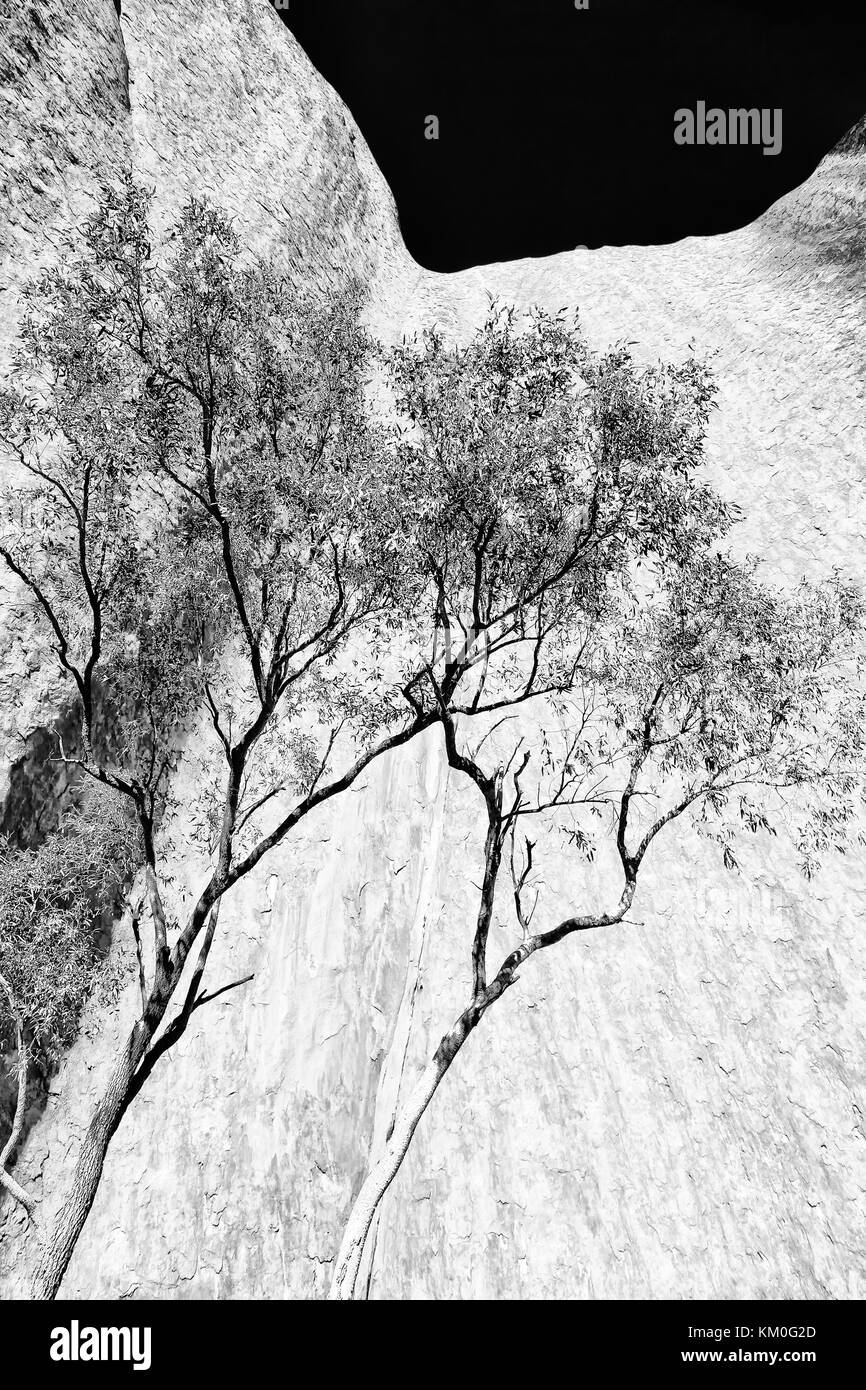En Australie, l'outback canyon et l'arbre près de mountain dans la nature Banque D'Images