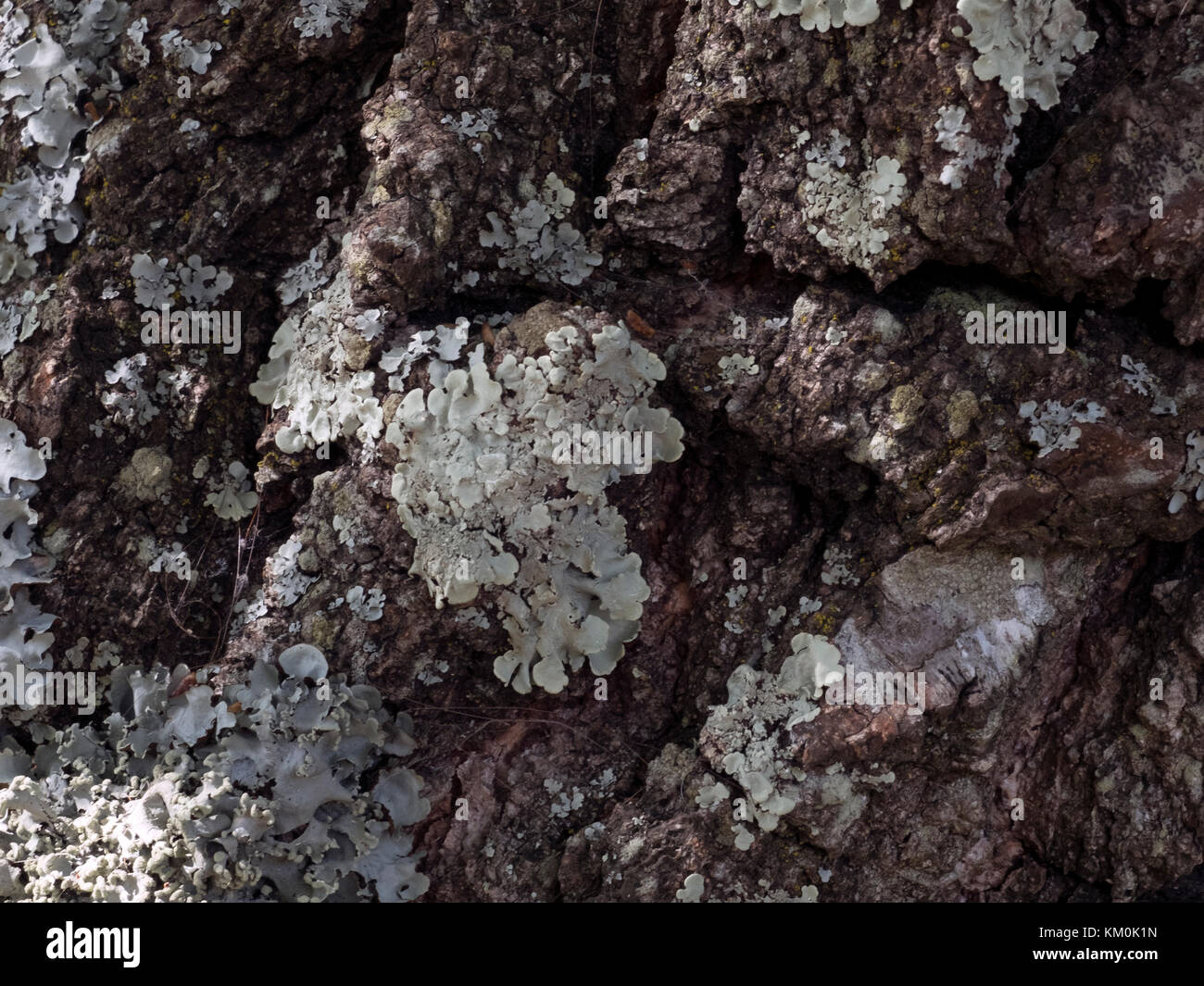 Lichen sur un vieil arbre dans la New Forest, Hampshire, Royaume-Uni. Banque D'Images