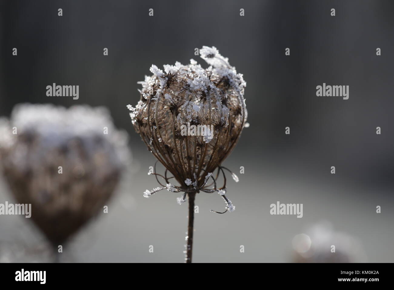 Les plantes du gel Banque D'Images