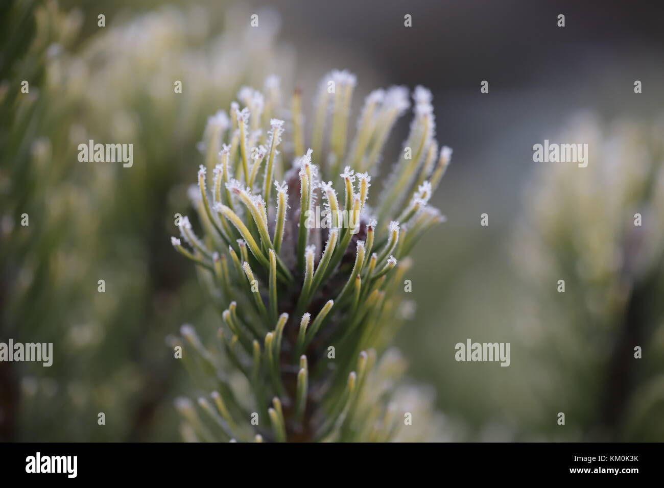 Les plantes du gel Banque D'Images