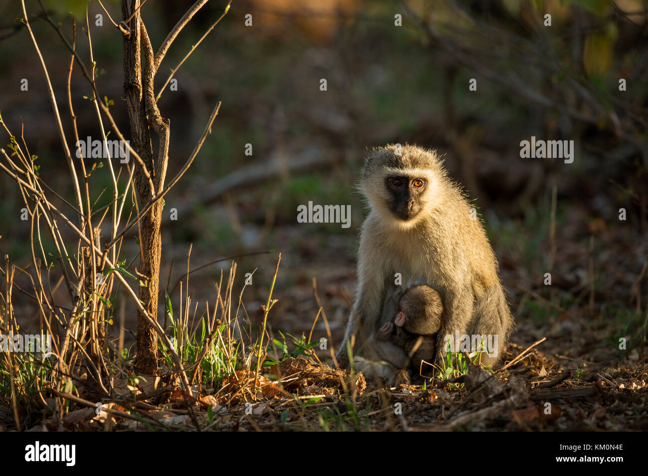 Vervet Monkey, Parc National Kruger, Afrique Du Sud. Banque D'Images