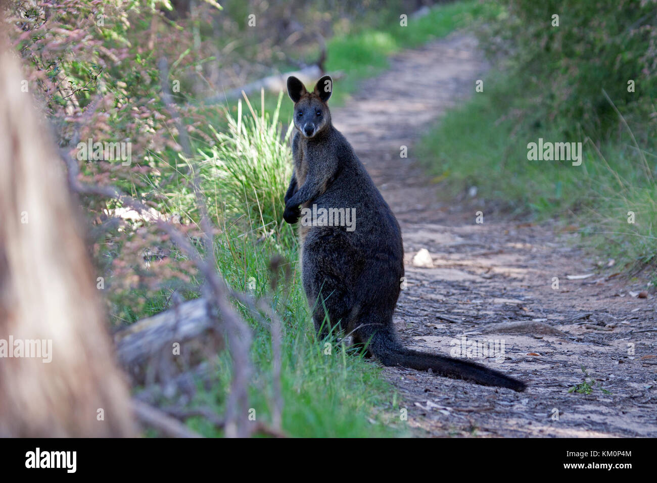 Wallaby noir pivote à regarder derrière au bord de piste forestiers à Victoria en Australie Banque D'Images