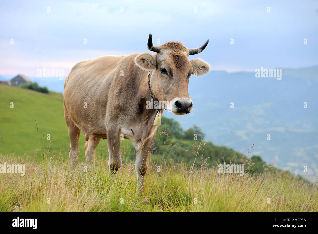 Vache brune sur l'alpage d'été. Banque D'Images