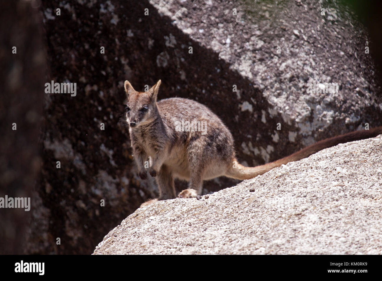 Mareeba rock wallaby avec Joey en bloc de granite pochette habitant en région Ile-de-France France Banque D'Images