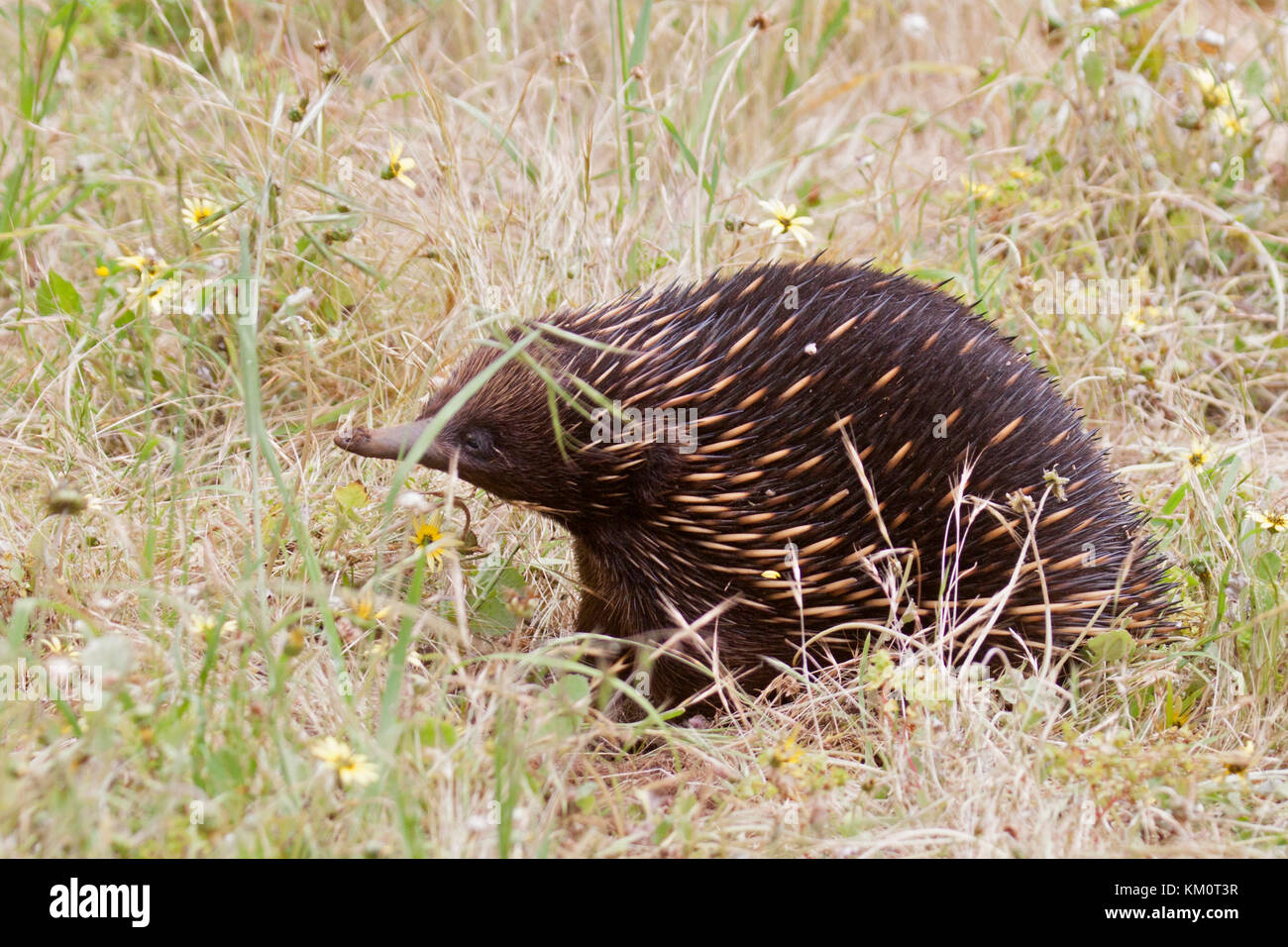 La recherche de nourriture pour les invertébrés l'échidné pendant les heures de jour à Victoria en Australie Banque D'Images