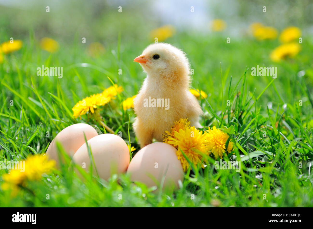 Belle petite poule sur l'herbe verte Banque D'Images Belle petite poule sur l'herbe verte Banque D'Images