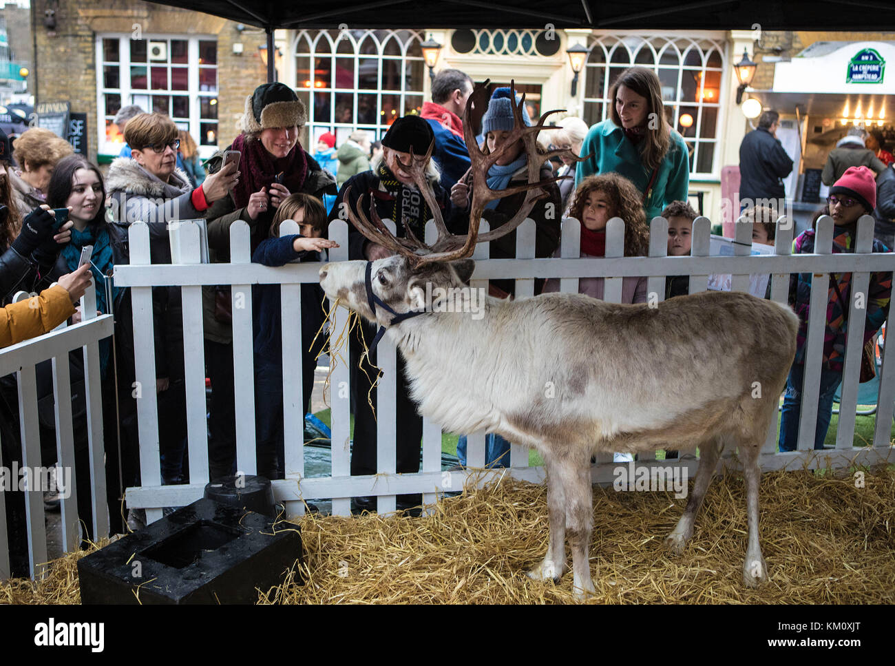 Enclos des rennes à Hampstead high street, fêtes de Noël, Banque D'Images